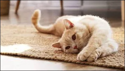 Complétez cette expression : "Donner sa ... au chat".