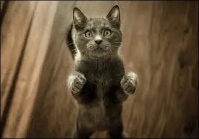 Complétez cette expression : "La nuit, tous les chats sont...