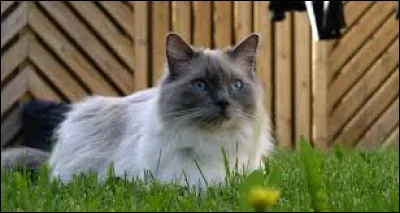 Complétez cette expression : "Quand le chat n'est pas là, les souris...