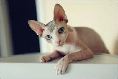 Complétez cette expression : "À bon chat, bon...