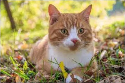 Complétez cette expression : "Il ne faut pas réveiller le chat qui...