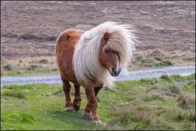 Les chevaux sont des animaux qui mangent principalement des friandises offertes par les cavaliers.