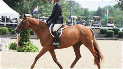 Les chevaux adorent que les cavaliers les montent.