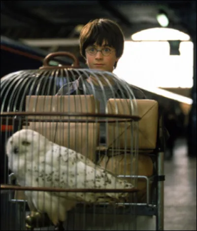 Pour finir, le Quai 9 2/4 est le nom du quai secret permettant aux élèves d'accéder au Poudlard Express.