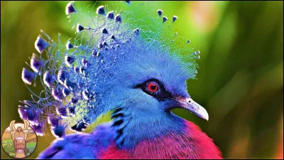 Adjectif, qui exprime le souhait !