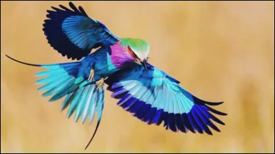 Mammifère dont les doigts sont terminés par des griffes ou des ongles plats !