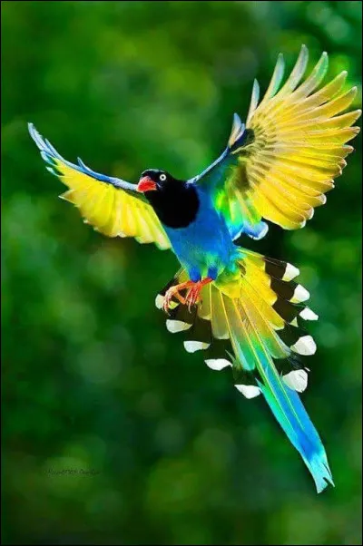 Surnommé Chevalier ou de fontaine !