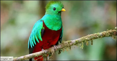 Mammifère ruminant des régions boréales !