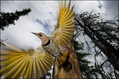 Fougère des lieux humides !