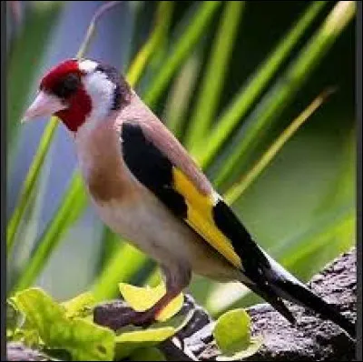 Petit instrument à vent, de musique populaire, en plastique ou en métal !