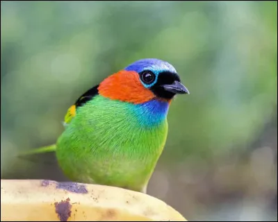 Troupe armée du moyen-âge, ou service militaire que les vassaux devaient à leur suzerain !