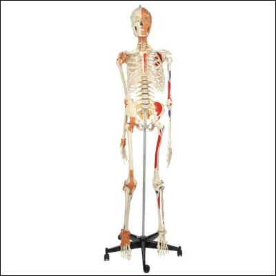 Quel est ton format corporel ?