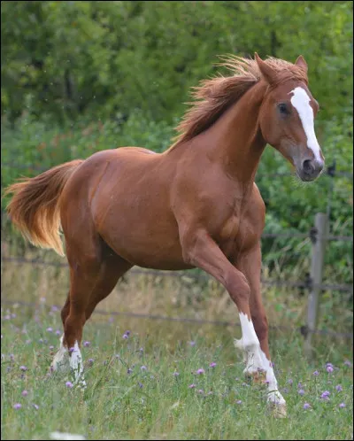 C'est une race polyvalente, on la retrouve principalement en saut et dans les clubs...