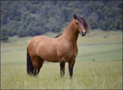 Dans quel pays as-tu le plus de chance de croiser des criollos ?