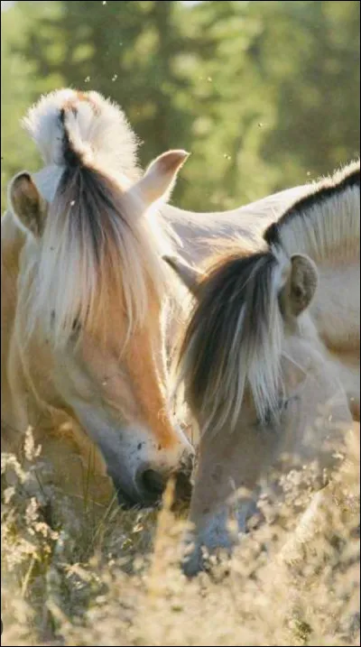 Le fjord est considéré comme :