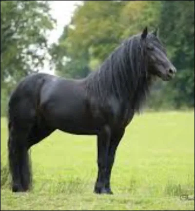 Le mérens a des origines :