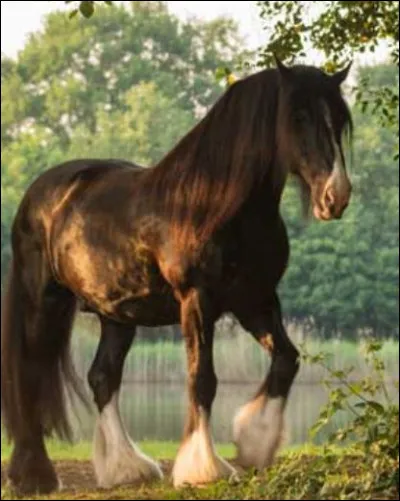 Le plus grand cheval du monde est :