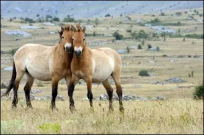 Quelle est la race de cheval réputée pour être la plus ancienne au monde ?