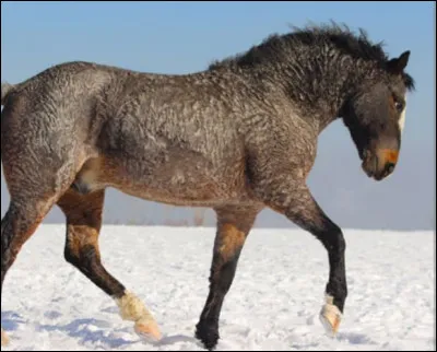 Le race "curly" existe t'elle réellement ?