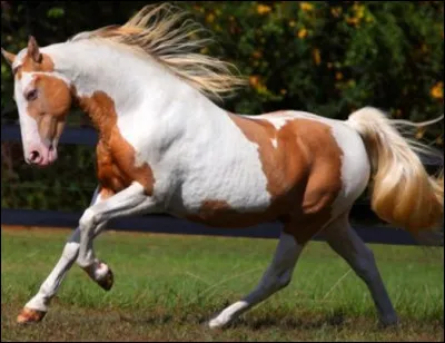 Cette race de cheval est originaire des États-Unis, ce cheval a été dressé par les Indiens. Quelle est sa race ?