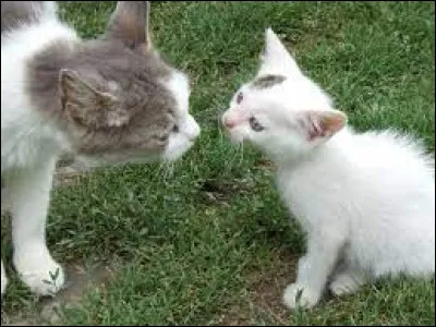 Tu viens d'être nommé apprenti. Ton nom est Nuage d'Ortie, comment te sens-tu ?