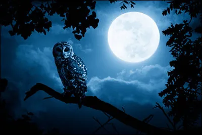 Finalement, toi et Nuage de Perle vous vous retrouvez le soir même. Que lui dis-tu en arrivant ?