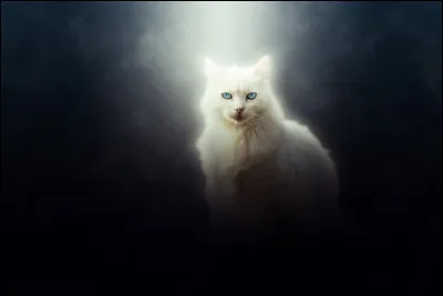 Ton mentor t'annonce que tu vas à l'assemblée. Rendu là-bas, le chef du clan de Nuage de Perle annonce : 
''- Malheureusement notre apprentie la plus valeureuse, Nuage de Perle, s'est fait tuer par un renard.''
Quelle est ta réaction ?