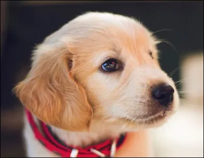 Quelle est cette race ?