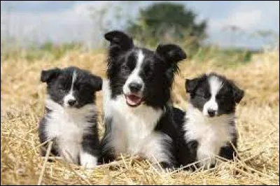 Quelle est cette race ?