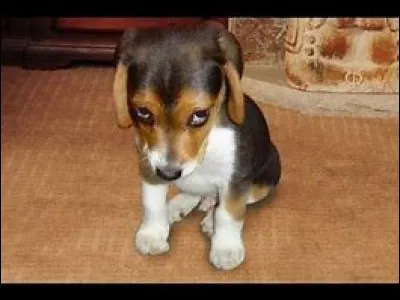 Quelle est cette race ?