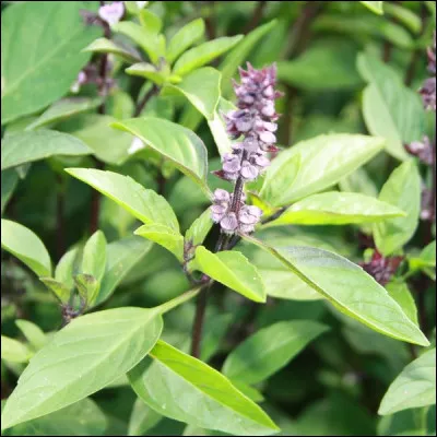 &Agrave; quelle fleur appartient cet aromate ?