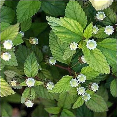 Quel est cet aromate ?