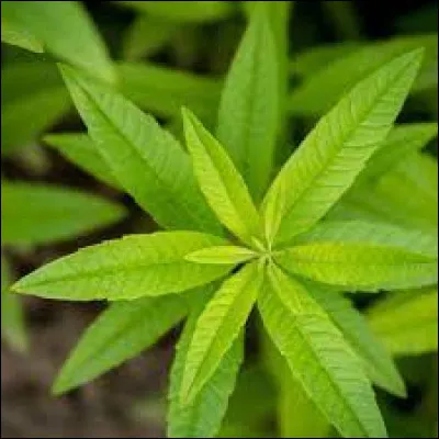 Quel est cet aromate ?