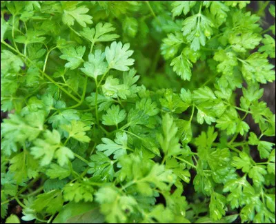 Quel est cet aromate ?