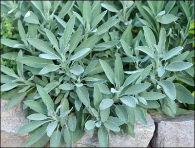 Quel est cet aromate ?