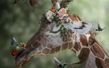 Quiz Animaux