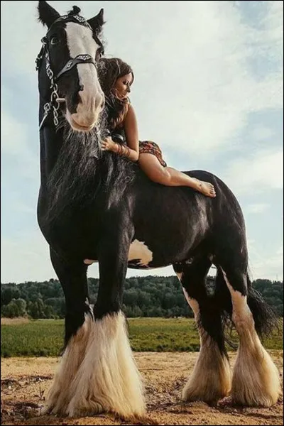 Dernière question, quel est ce cheval ?