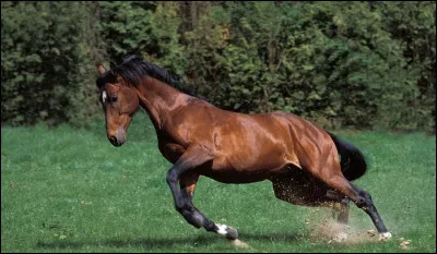 Pourriez-vous trouver ?