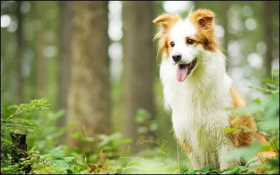 Quelle est la photo que tu préfères mettre en fond d'écran ?