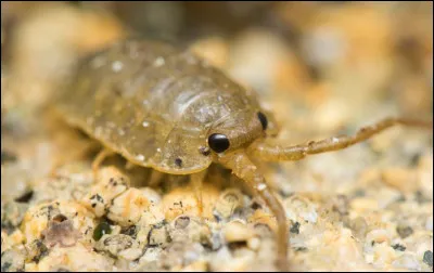 Quel est l'autre nom du ''pou de mer'' ?