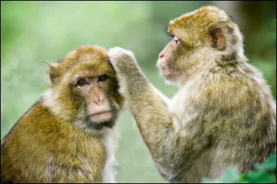 Quel verbe signifie ''débarrasser quelqu'un ou un animal de ses poux ?