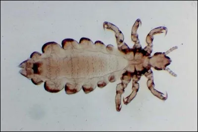 De quel embranchement le pou fait-il partie ?