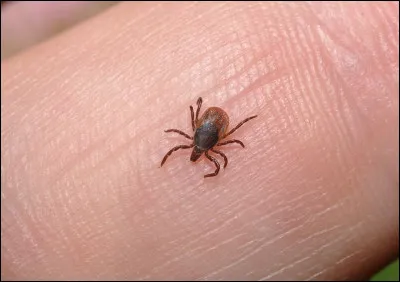 Les poux peuvent-ils sauter ? (Attention, j'ai bien dit ''poux'', pas ''puces'').