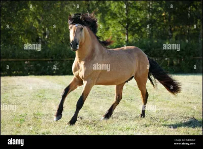 Ce cheval est...