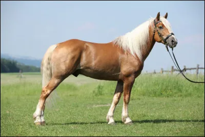 Ce cheval est...