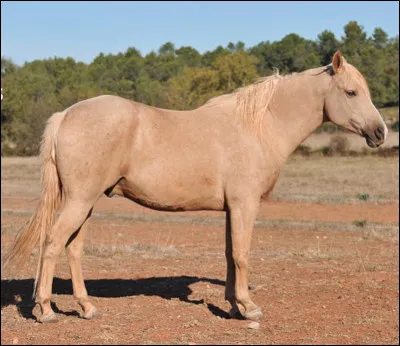 Et pour finir un cheval...