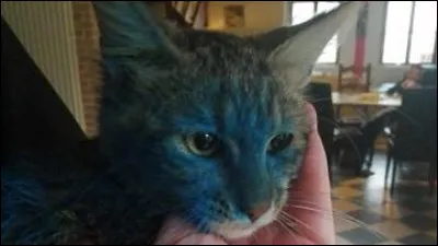 Corrigez la phrase : ''Ses chattes sont bleus.''.