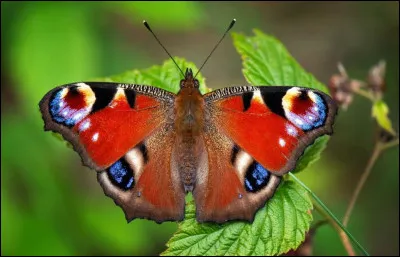 Première édition d'un ouvrage !