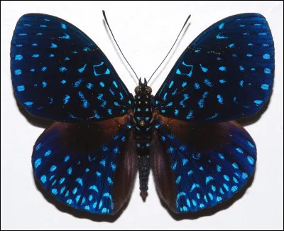 Faculté d'un mot à signifier plusieurs sens !