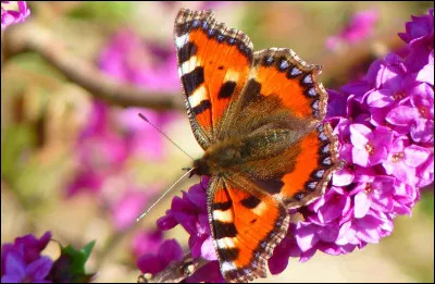 Nom donné à la famille des poissons plats comme la limande, le flet, le flétan, la plie, la sole ect ...